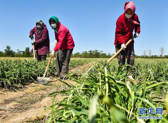  5月11日，農(nóng)民在山西省大同市云州區(qū)西坪鎮(zhèn)唐家堡村邊的黃花菜地里除草。新華社發(fā)（柴婷 攝）